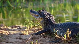 Pantanal - A maior área úmida do mundo
