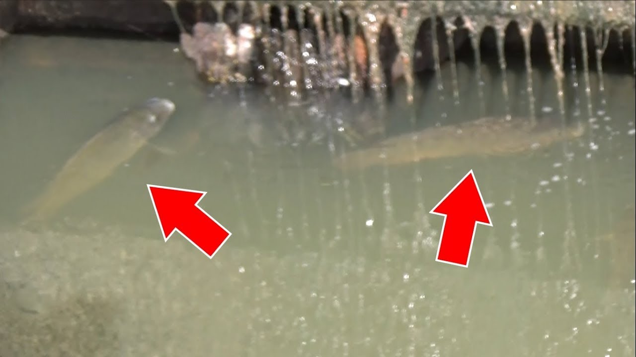 I tried to find out the identity of the giant fish that has taken