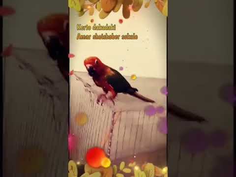 Sun conure #birds #ABCBirds #petlovers #birdlover #kolkata