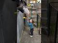 This Little Girl Is The Cutest Horse Whisperer 