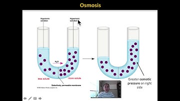 Diffusion and Osmosis Lab Video