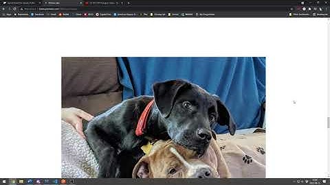 CS361 Summer 2021 Project Showcase