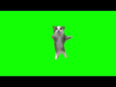 Happy Happy Happy Cat Meme Green Screen Funny Meme Cat