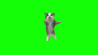 Happy Happy Happy Cat Meme Green Screen #funny #meme #cat Resimi