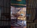 Suara Kerot Dan Bekur Perkutut Lokal Omkicau(.mp3 .mp4) Mp3 - Mp4 Download