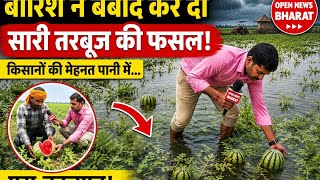 बारिश के कारण सारी तरबूज की फसल नुकसान | Water Melon Ka Video | Tarbuja Ka Video | Open News Bharat 