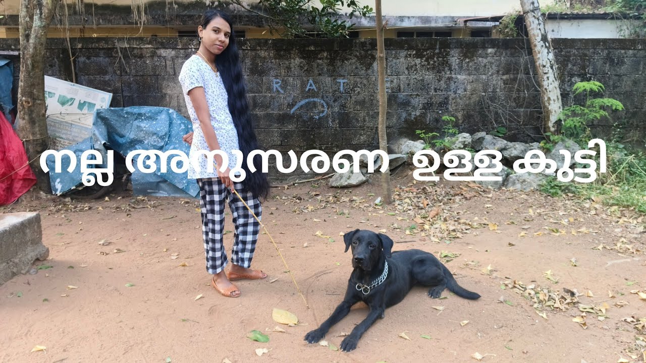 സ്നൈപ്പർ വീണ്ടും ഞെട്ടിച്ചു ഗയ്‌സ് 😱 #youtubeshorts #puppy #trending #viralvideo