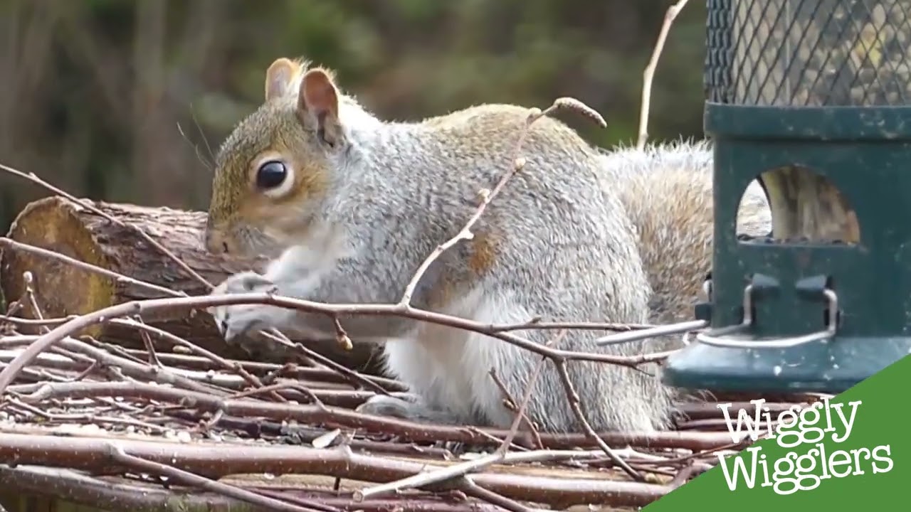 HOT tip to stop grey squirrels eating your bird food - YouTube