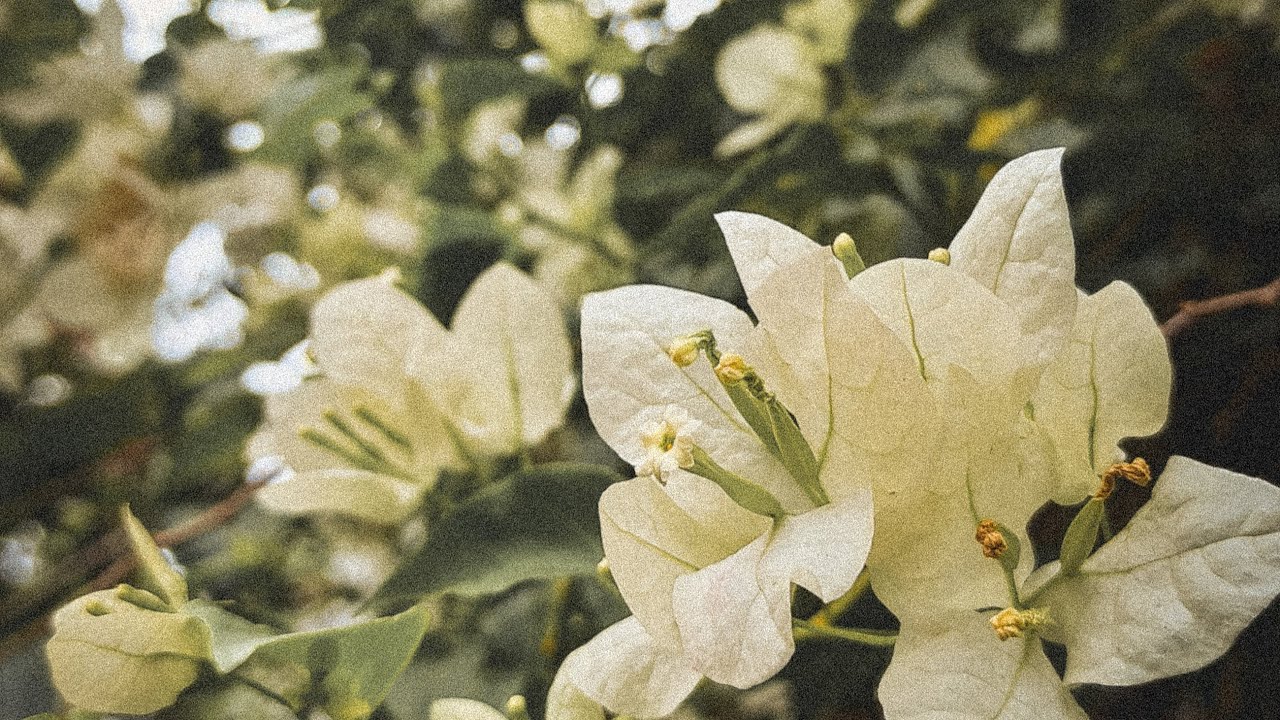 Aaromal poovu polennil | Sita Ramam Song 🥰💕💕