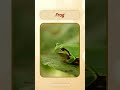 English Pronunciation - Frog #learn #english #animals #pronunciation  @VisualVoiceEnglish