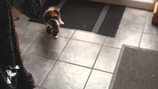 しゃべる猫たち 総集編