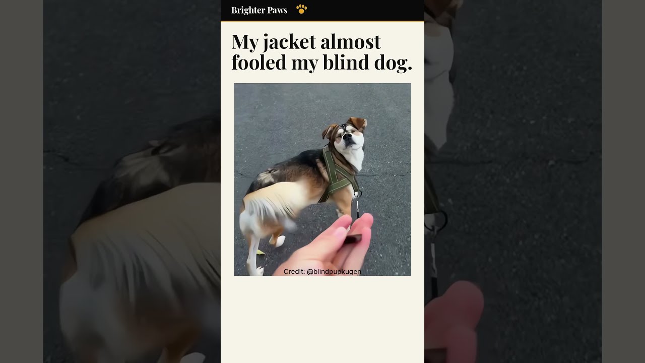 My Blind Dog Knew Something Was Different