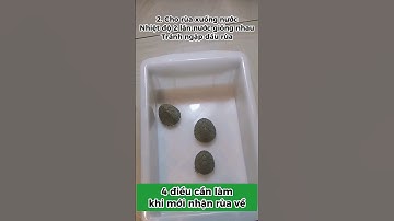 4 điều cần làm khi mới nhận rùa về #xomrua #onhachoimotminh #ruacanh #nuoirua