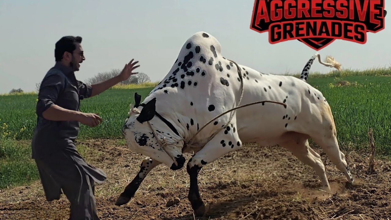 Dera Molvi Safdar Mirwal - Extremely Deadliest Fateh Jang Bulls 2026 - Bakra Mandi 2026- JNTV Series