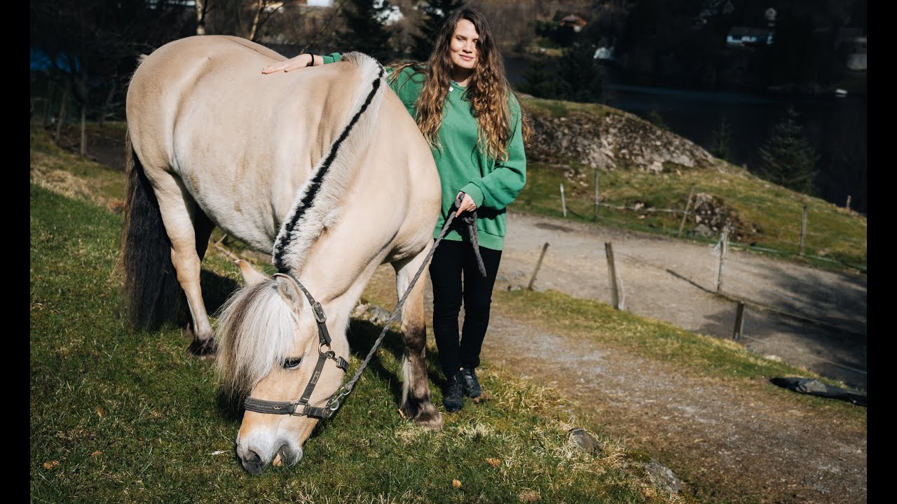 The Norwegian Fjord Horse
