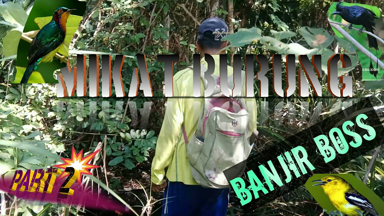 Mikat burung di HUTAN BANJIR...!! sumatra riau indo 