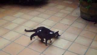 Cat play 1.AVI