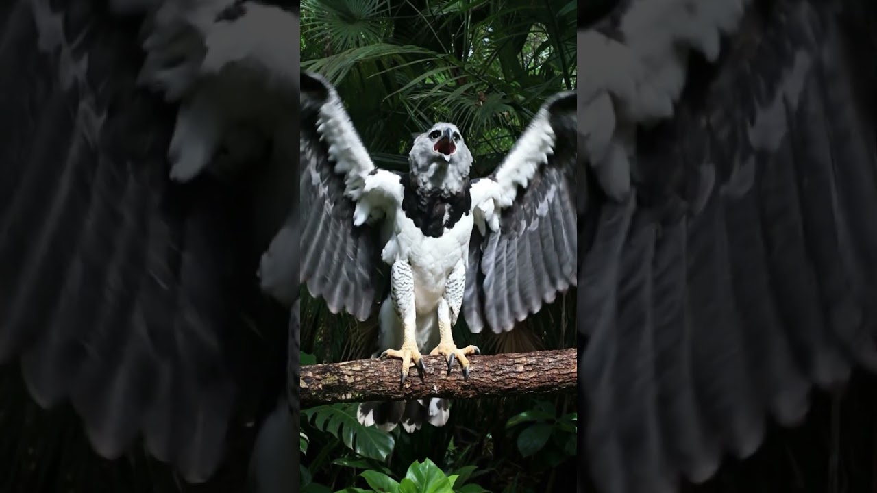 People Think The Harpy Eagle is a Man in a Bird Suit... I'm Starting to Believe It 😂