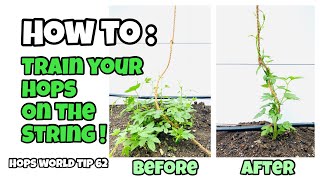 HOW TO: TRAIN YOUR HOPS ON THE STRING. HOPS WORLD TIP 62