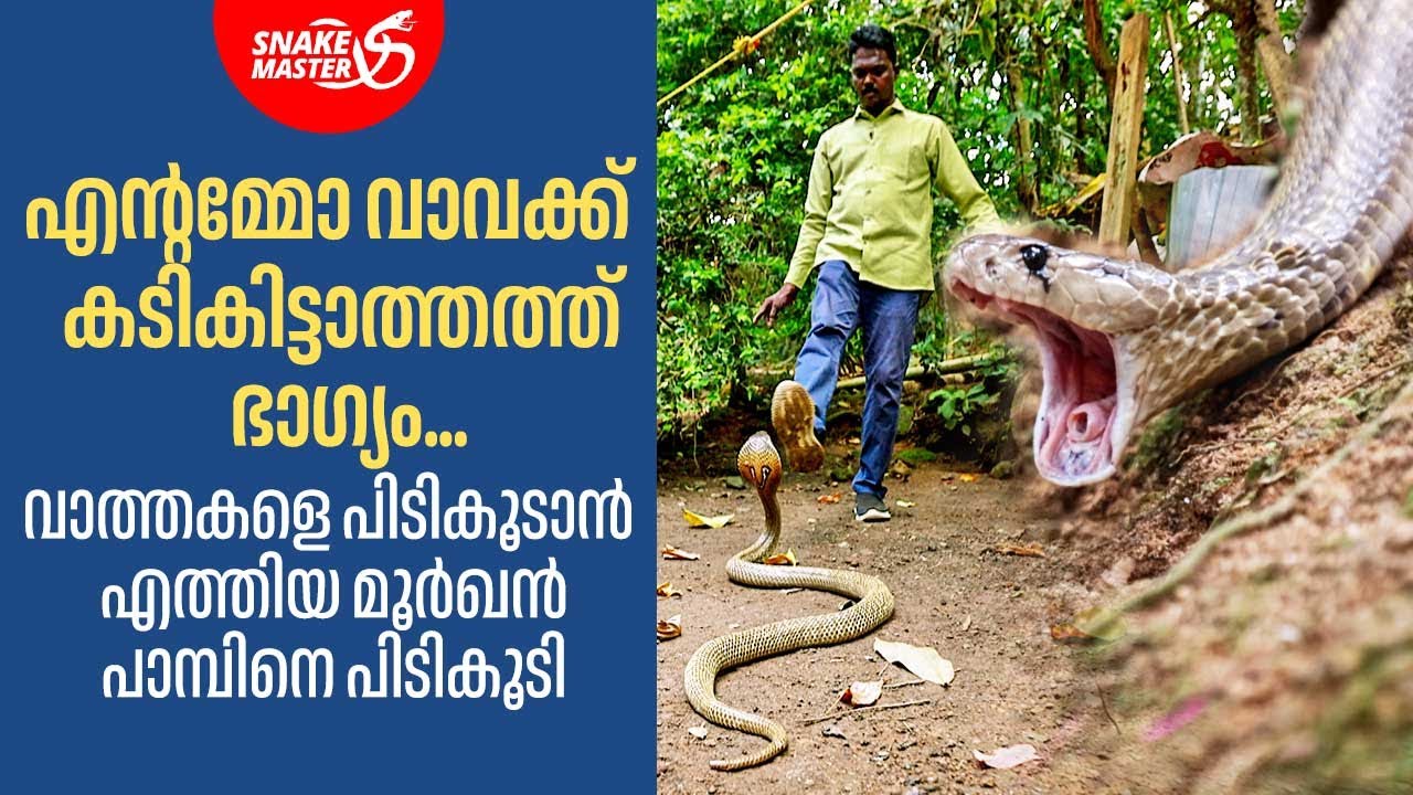 എന്റമ്മോ വാവക്ക് കടികിട്ടാത്തത്ത് ഭാഗ്യം.. വാത്തകളെ പിടികൂടാൻ മൂർഖൻ | Vava Suresh | Snakemaster 1132