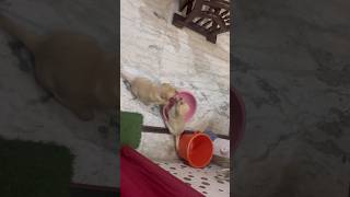 February 4 2026 2026