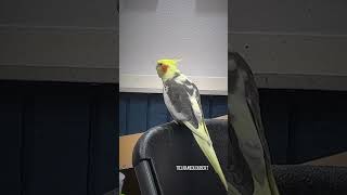 Bird Loves Singing on Live Stream | 20+ min Cockatiel Singing & Parrot Talking | Tiel Named Loubert