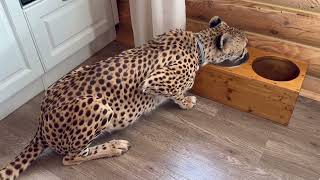 Cheetah Gerda and Puma Messi have swapped places