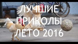 ПОДБОРКА СМЕШНЫХ ПРИКОЛОВ И ФЕЙЛОВ ЛЕТО 2016 // FUNNY AND FAILS COMPILATION SUMMER 2016