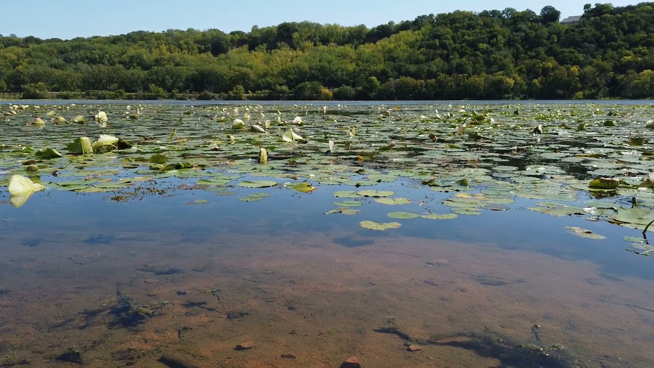 Lilydale Park - Pickerel Lake