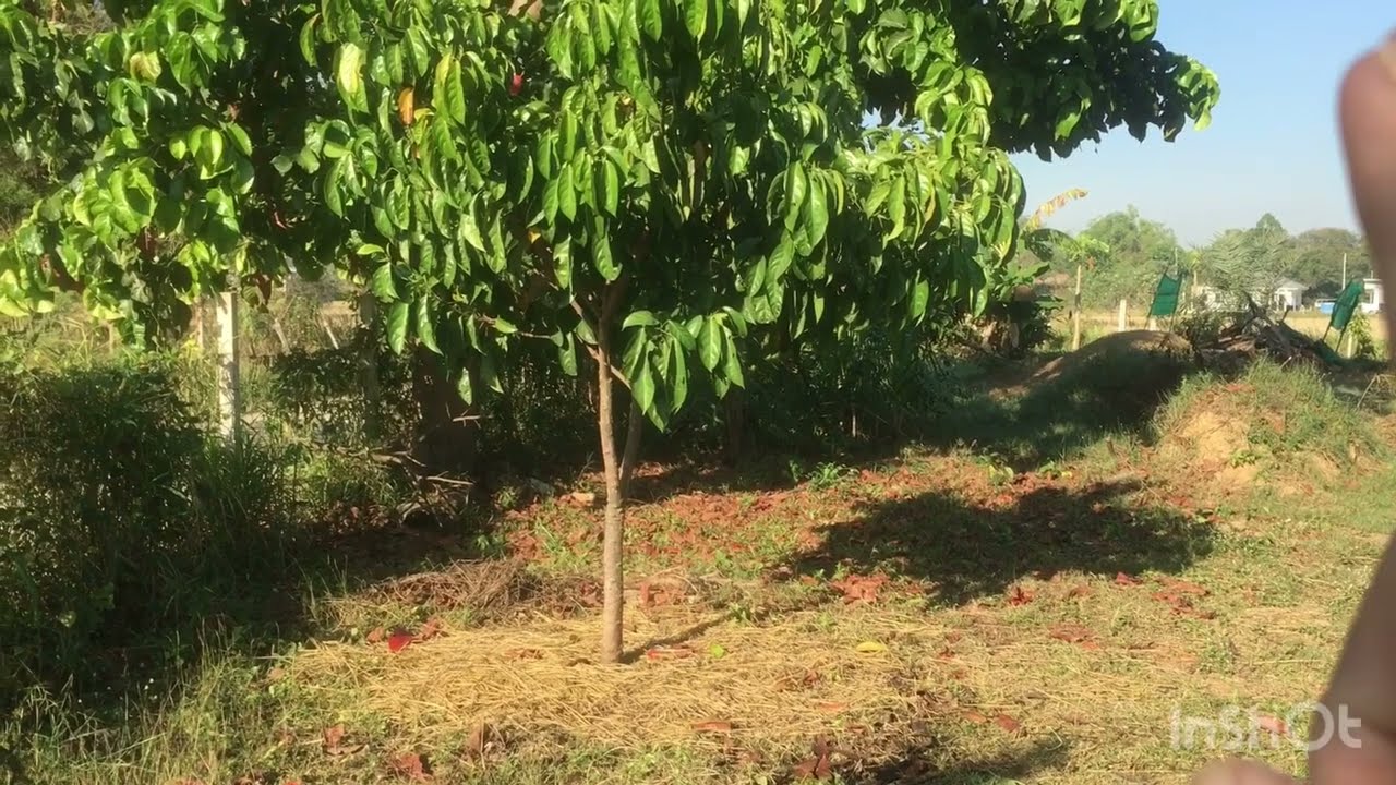 ปลูกมะไฟหวานอายุ 32 เดือน เริ่มติดดอก