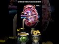 Kidney Healing Foods Part 3 | Digestive &amp; Anti-Inflammatory Foods  #health #kidneyhealth