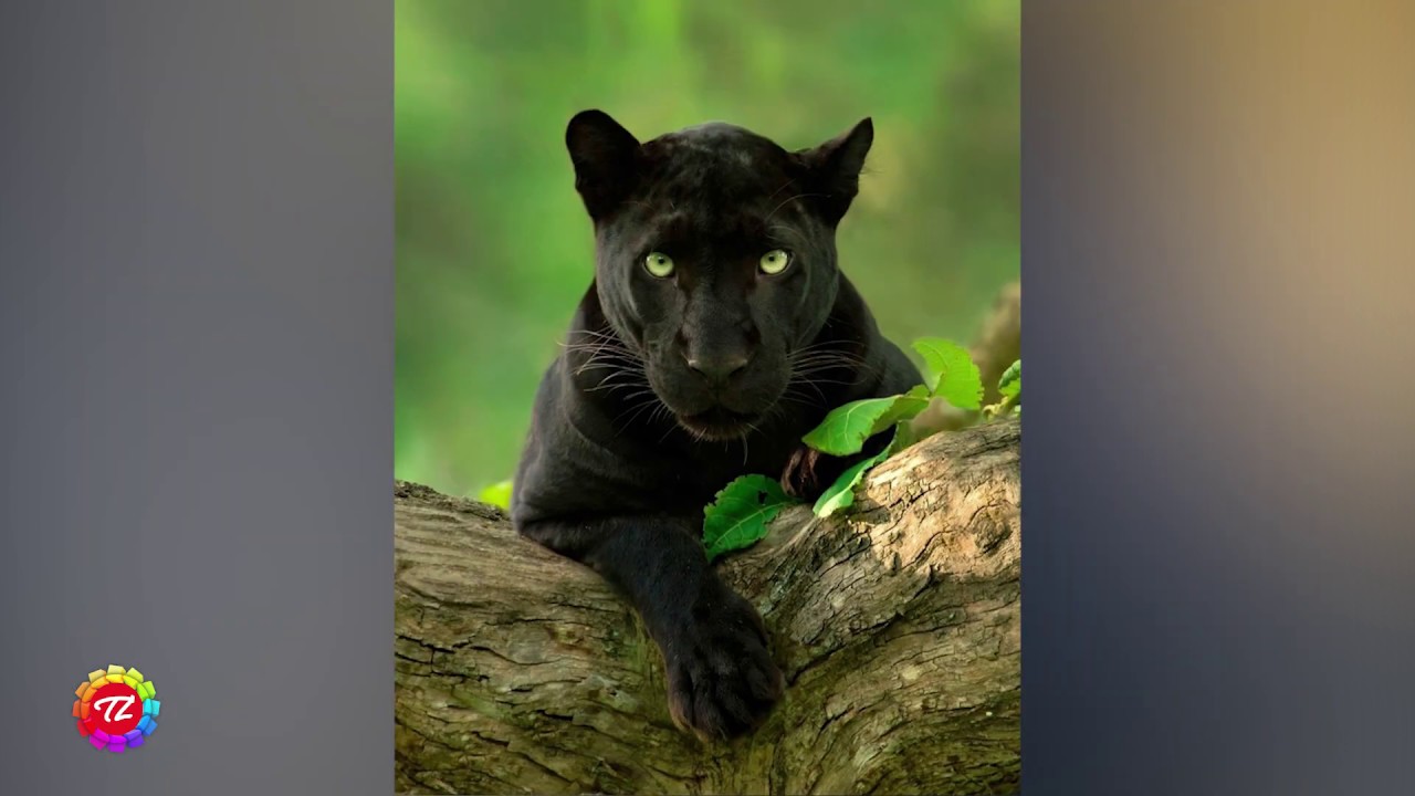 Kenneth Anderson leh Keite Bung 6na