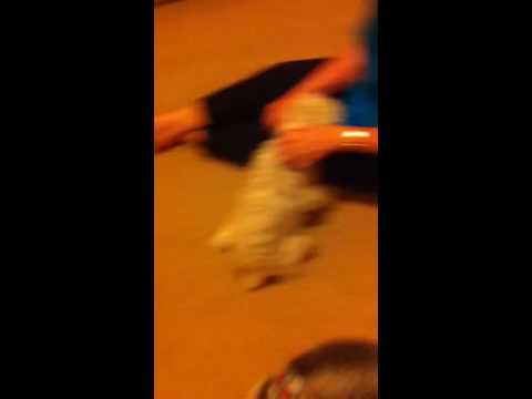 Dog Chasing Red Laser - YouTube