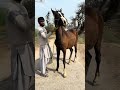 Mushki Vacheri For Sale Horse 
