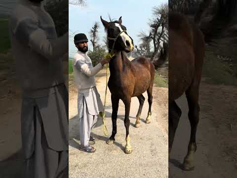 Mushki Vacheri For Sale Horse 