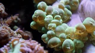 Bubble Coral - Plerogyra sinuosa