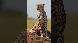La Tribu Africana Que Parece Animales#CulturaAfricana #Animales