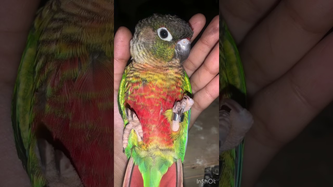 Signature Pose🤣♥️✨Najmi Looks Like Mommy Baby 🦜Wild Mom 🐣Tamed Baby 🧡💛❤️Yellow Sided Conure Fam