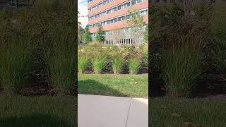 GMUs Meditation Garden