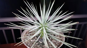 Growing Joshua Trees from Seeds, Years 3.1-3.6