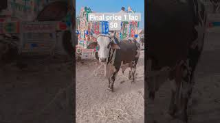 cowmandi rate / bakra mandi rate today #qurbani #bakraeid #cow #bail
