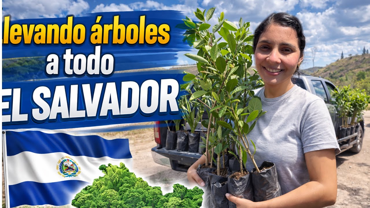 ¿DESEAS REFORESTAR TUS TERRENOS? // te  llevamos los árboles hasta la puerta de su casa 🏡 
