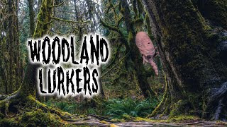 Woodland Lurkers