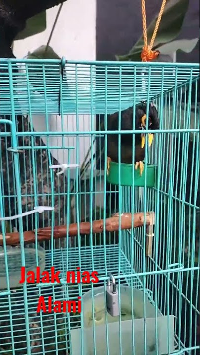 jalak Nias alami 👍