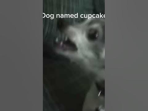 Dog named cupcake vs dog named galaxy destroyer - YouTube Dog named cupcake vs dog named galaxy destroyer - YouTube