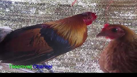 yos hav zoov cuab qaib qus 2018 - coj los yug