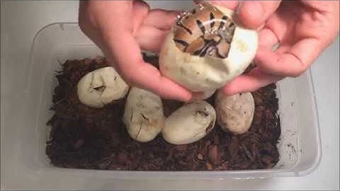 Cutting Ball Python Eggs - Clutch #1 2017 - Black Pastel Enchi x Genetic Black Back