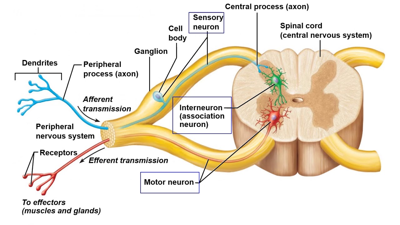 Нервные узлы и нейрон. Корешковые Нейроны спинного мозга. Спинной мозг строение чувствительный Нейрон. Нейроны мозга строение. Двигательные Нейроны спинного мозга.