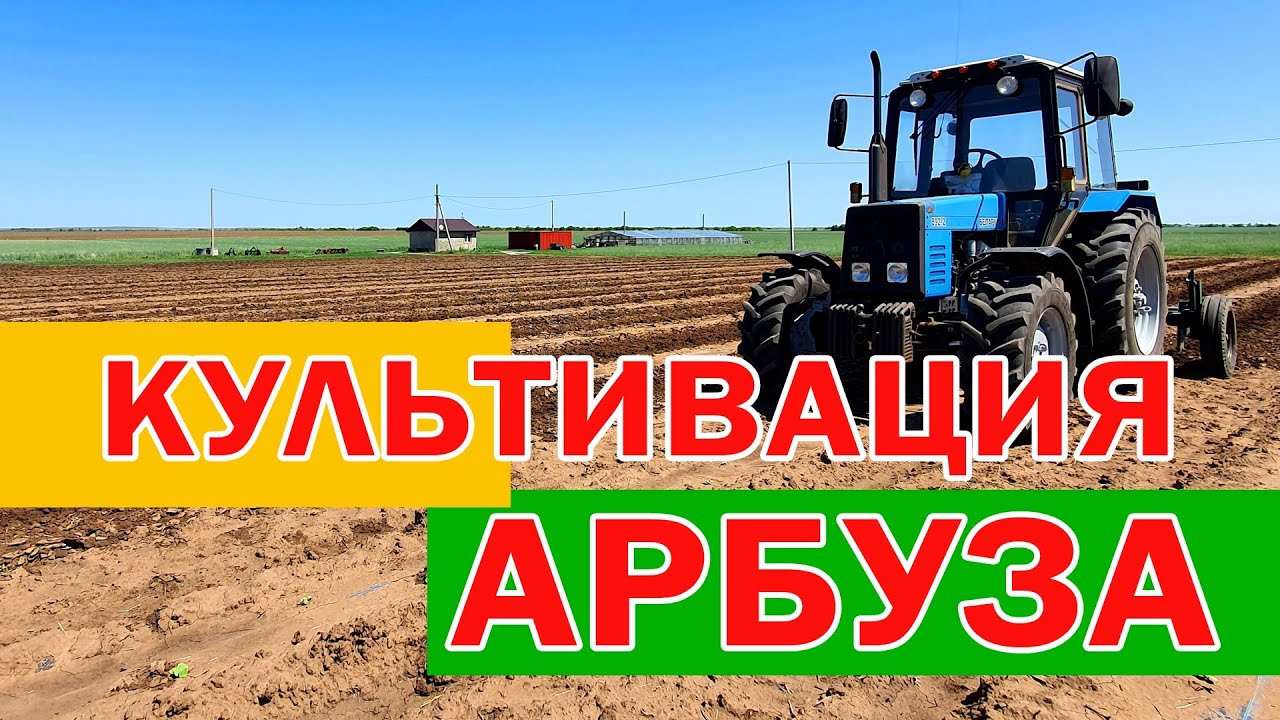 Междурядная культивация арбуза 24 05 21