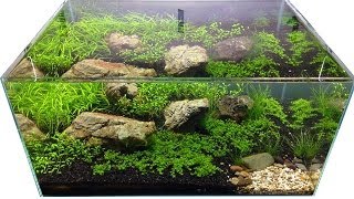 Carpet Plants From Aquarium Gardens